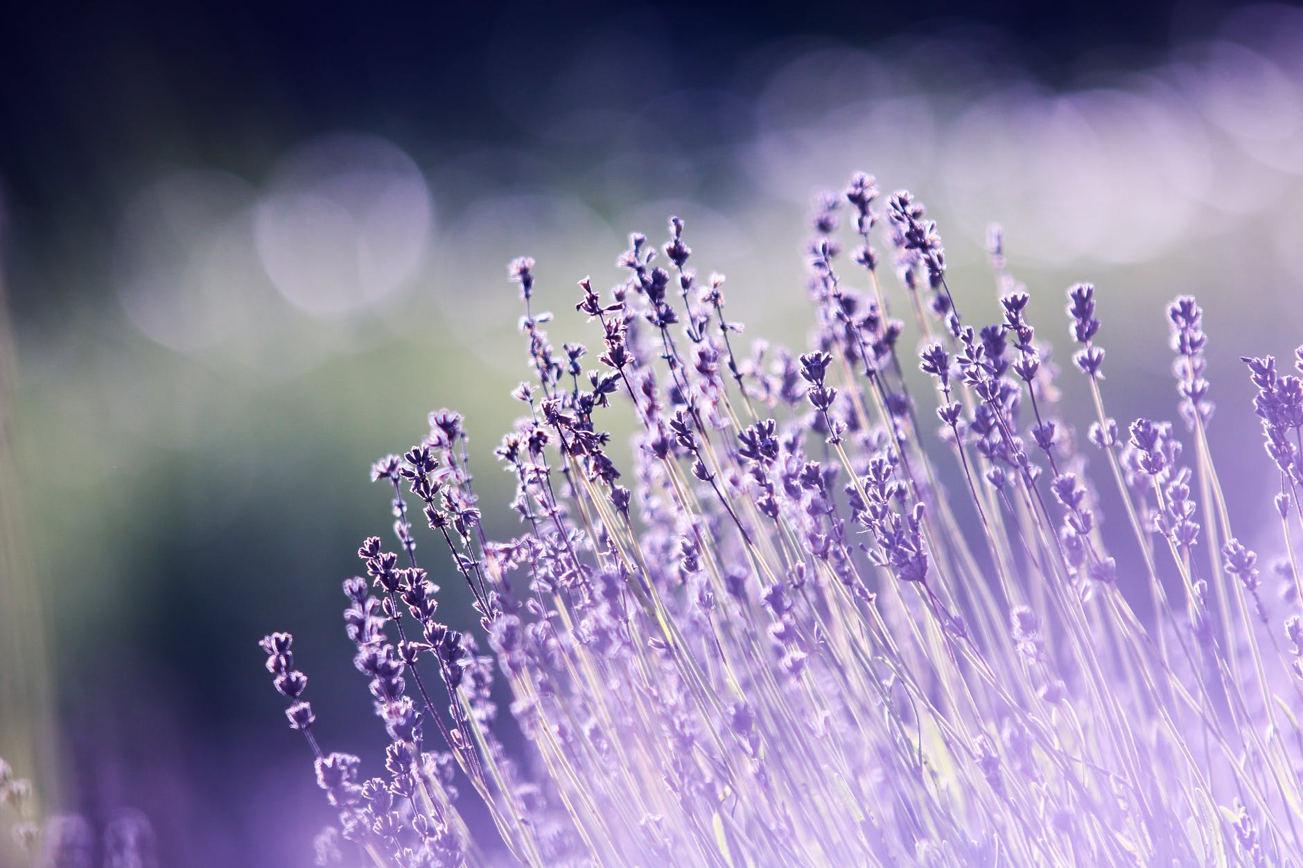 shallow focus photography of lavenders
