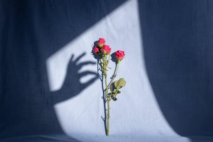 female hand shadow touching red bush roses twig in studio