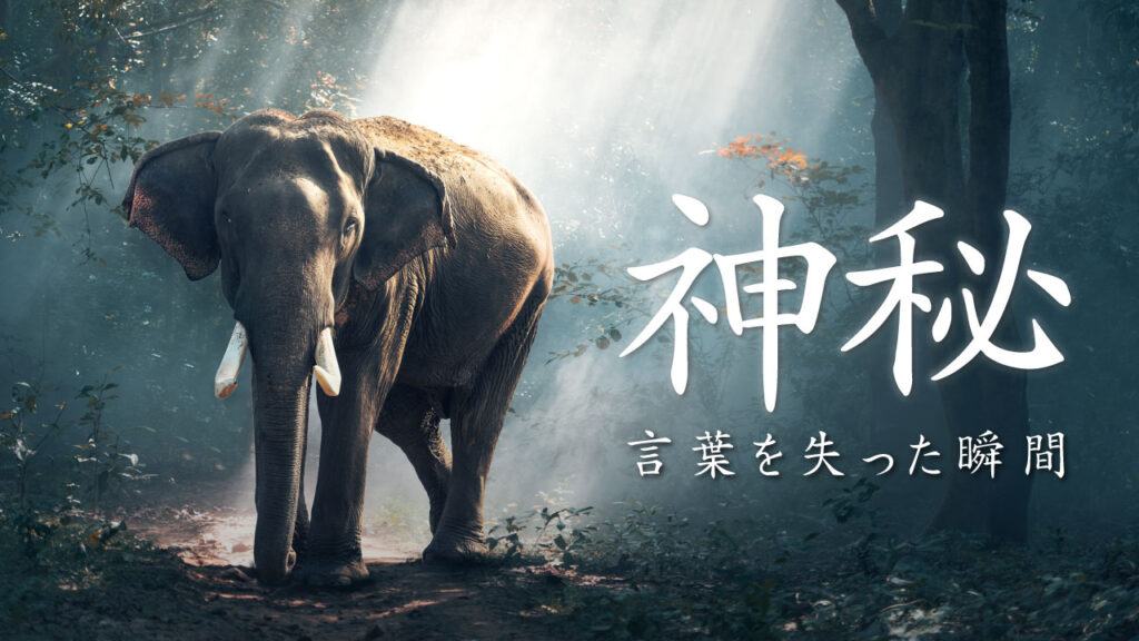光が差し込む神秘的な森の中を歩く象の写真に、『神秘 言葉を失った瞬間』という文字を重ねた自然・ドキュメンタリー系デザインの作例。（デザイナーおもち制作）